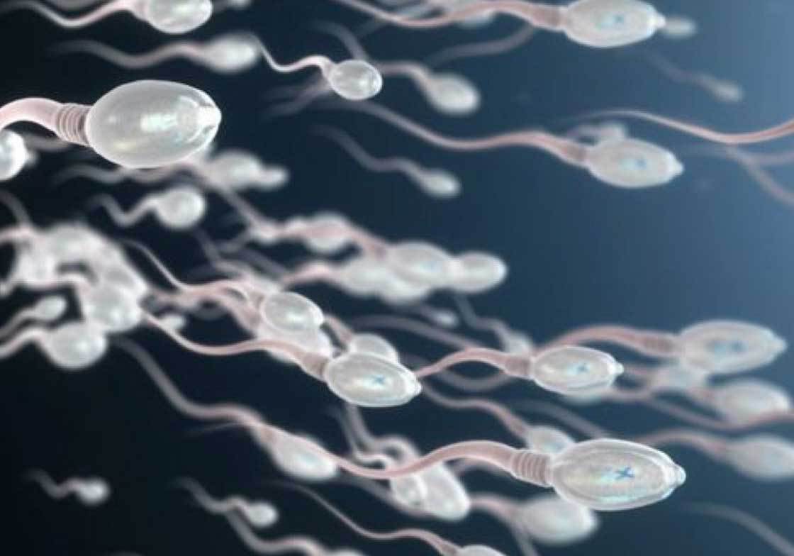 Spermatozoi fecondazione assistita